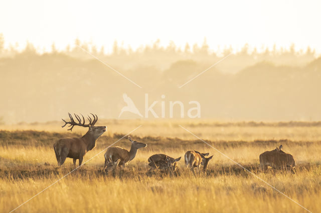 Red Deer (Cervus elaphus)