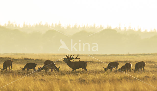 Red Deer (Cervus elaphus)