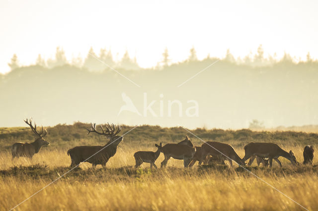 Red Deer (Cervus elaphus)