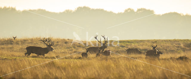 Red Deer (Cervus elaphus)