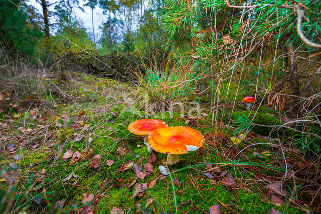 Vliegenzwam (Amanita muscaria)