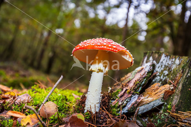 Vliegenzwam (Amanita muscaria)