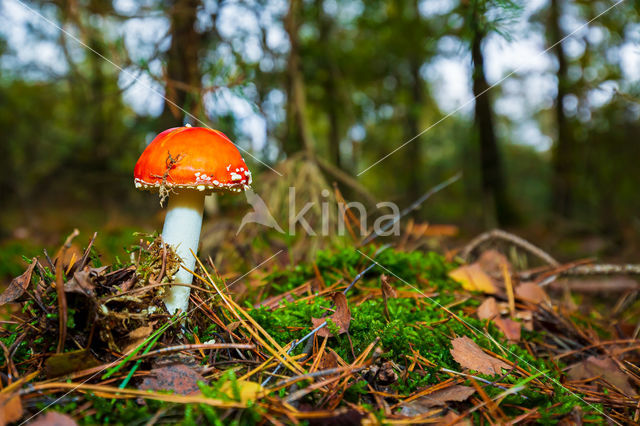 Vliegenzwam (Amanita muscaria)