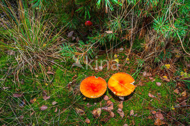 Vliegenzwam (Amanita muscaria)