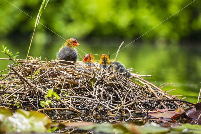 Common Coot (Fulica atra)