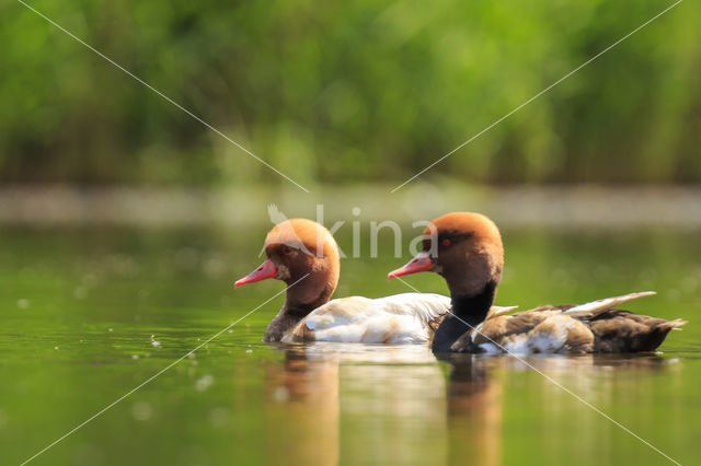 Red-crested Pochard (Netta rufina)