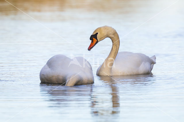 Knobbelzwaan (Cygnus olor)