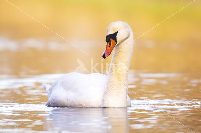 Knobbelzwaan (Cygnus olor)