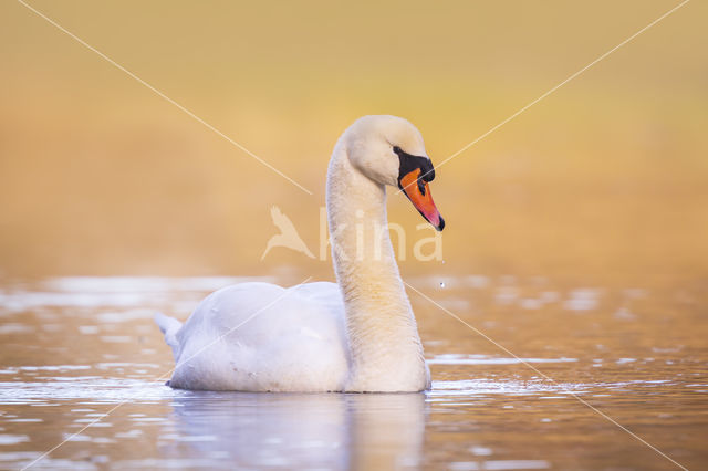 Knobbelzwaan (Cygnus olor)