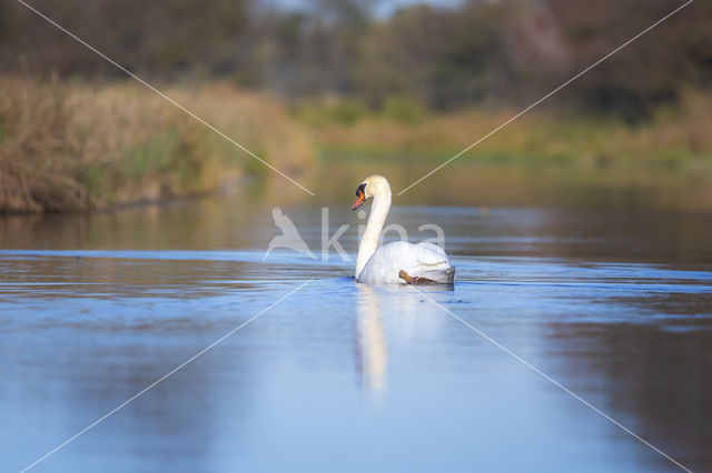 Knobbelzwaan (Cygnus olor)