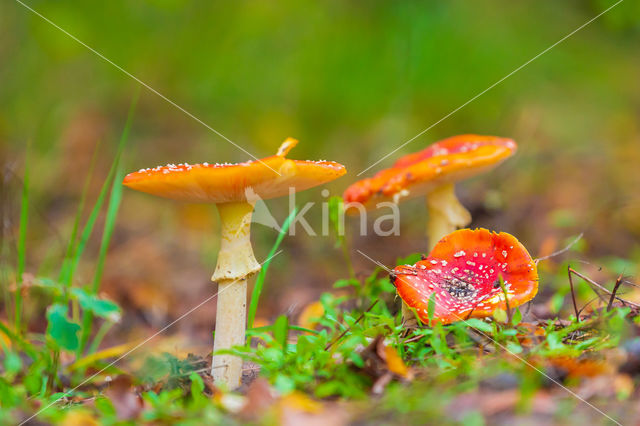 Vliegenzwam (Amanita muscaria)