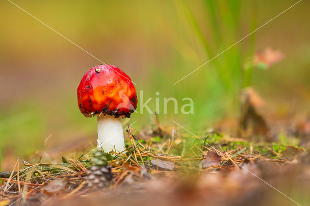 Vliegenzwam (Amanita muscaria)