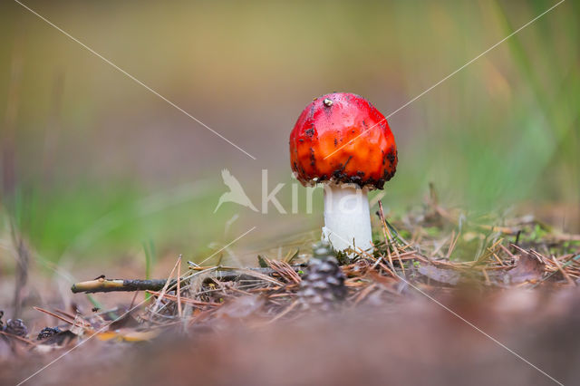 Vliegenzwam (Amanita muscaria)