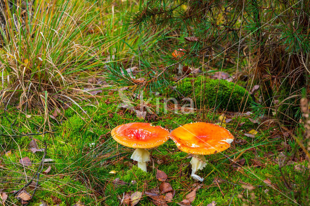 Vliegenzwam (Amanita muscaria)