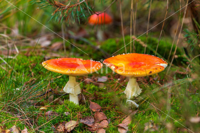 Vliegenzwam (Amanita muscaria)