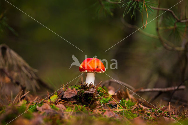 Vliegenzwam (Amanita muscaria)