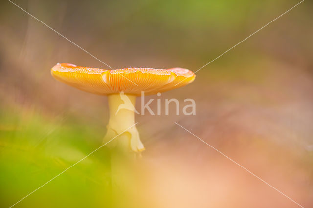 Vliegenzwam (Amanita muscaria)