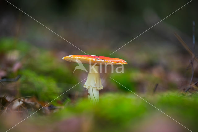 Vliegenzwam (Amanita muscaria)