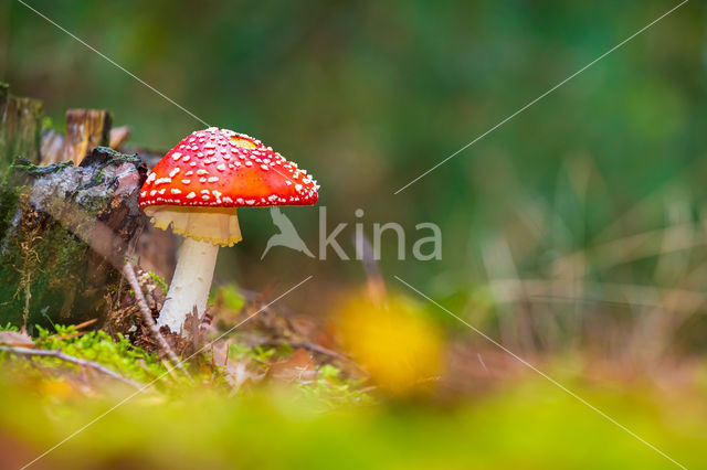 Vliegenzwam (Amanita muscaria)