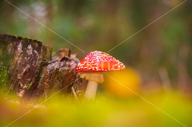 Vliegenzwam (Amanita muscaria)