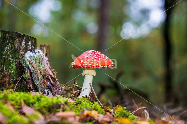 Vliegenzwam (Amanita muscaria)