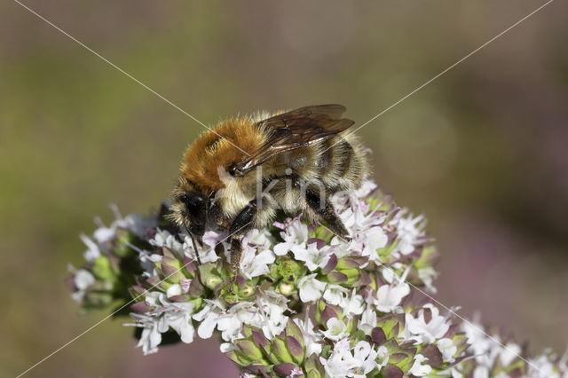 Brown-banded carder bee (Bombus humilis)