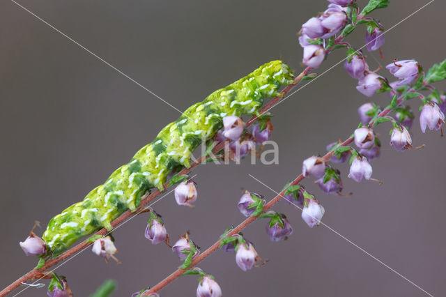 Roodbont heide-uiltje (Anarta myrtilli)