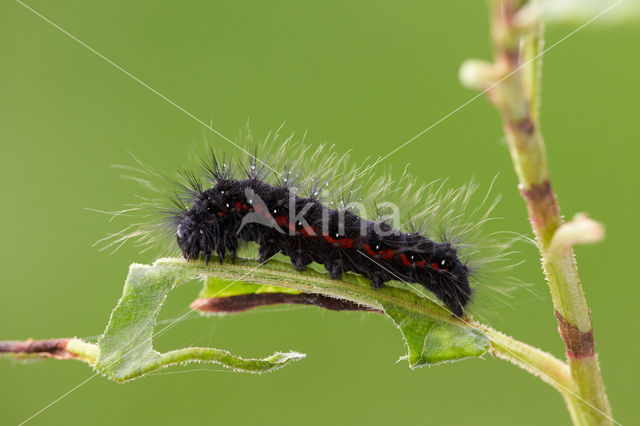 Light Knot Grass (Acronicta menyanthidis)