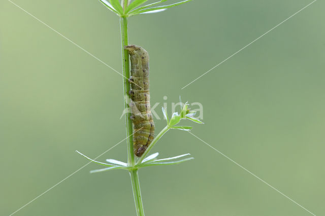 Haarbos (Ochropleura plecta)