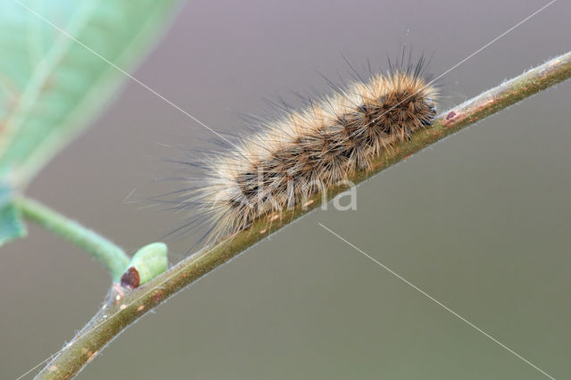 Kleine beer (Phragmatobia fuliginosa)