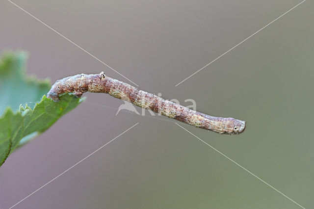 Geelbruine bandspanner (Plagodis pulveraria)