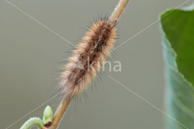 Kleine beer (Phragmatobia fuliginosa)