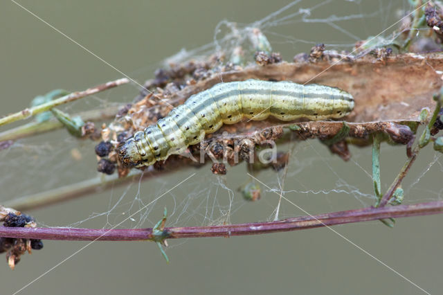 Loxostege turbidalis