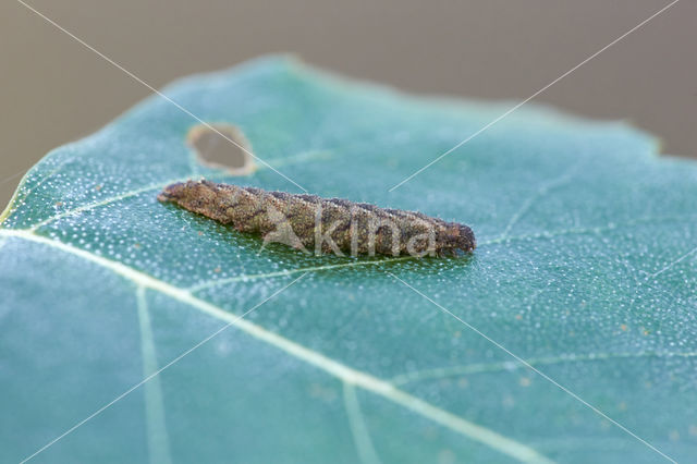 Shaded Fan-foot (Herminia tarsicrinalis)