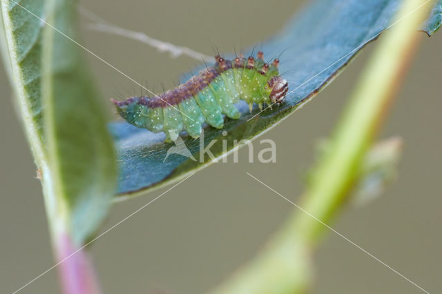 Bruine eenstaart (Drepana curvatula)