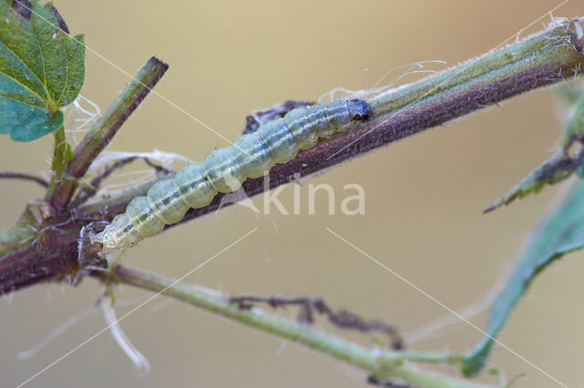 Small Magpie (Eurrhypara hortulata)