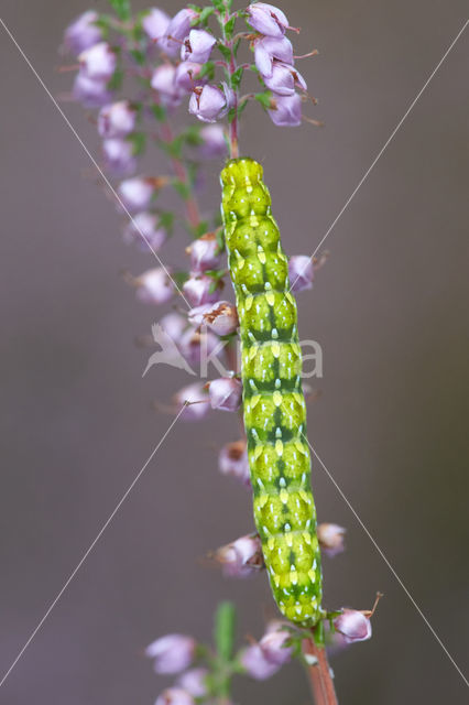 Roodbont heide-uiltje (Anarta myrtilli)