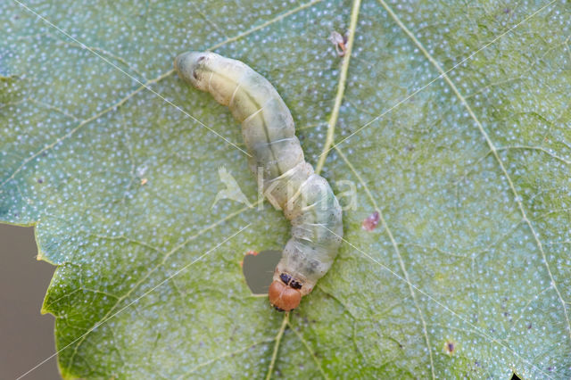 Tweestip-orvlinder (Ochropacha duplaris)