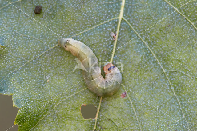 Tweestip-orvlinder (Ochropacha duplaris)