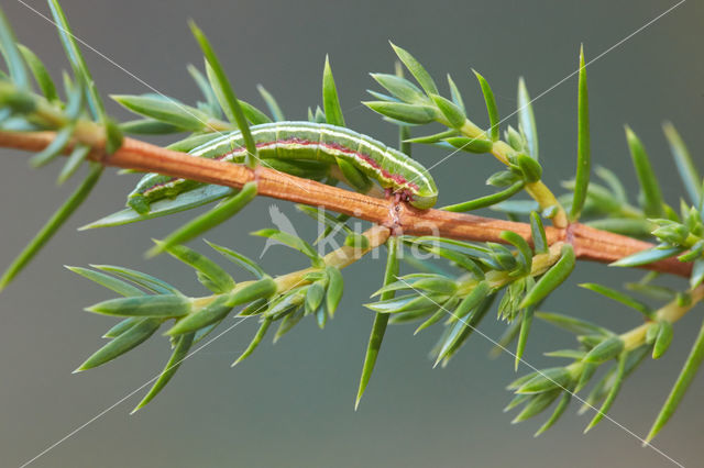 Jeneverbesspanner (Thera juniperata)