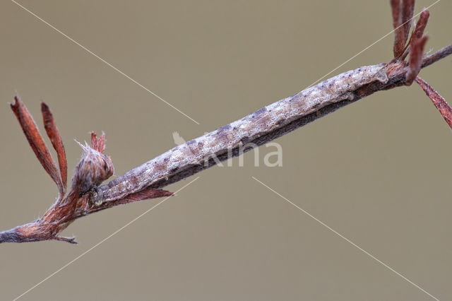 Gewone heispanner (Ematurga atomaria)