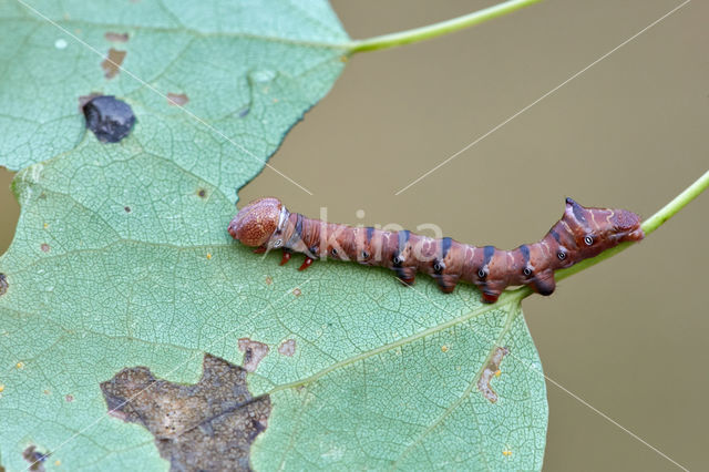 Brandvlerkvlinder (Pheosia tremula)