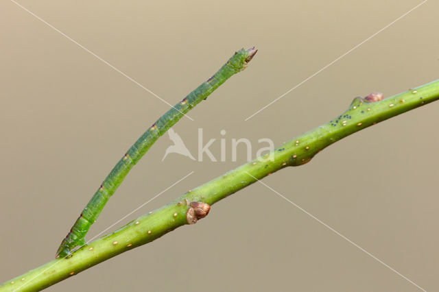 Melkwitte zomervlinder (Jodis lactearia)