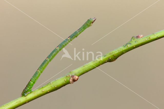 Little Emerald (Jodis lactearia)
