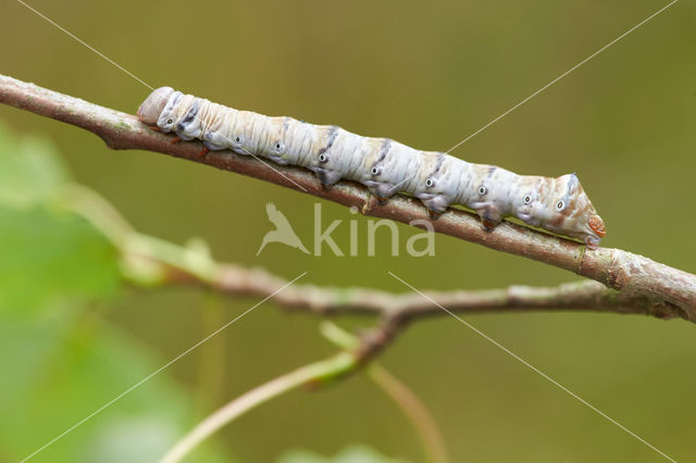 Brandvlerkvlinder (Pheosia tremula)