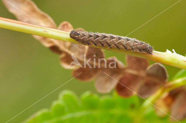 Shaded Fan-foot (Herminia tarsicrinalis)