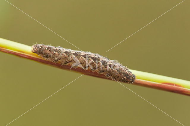 Schaduwsnuituil (Herminia tarsicrinalis)