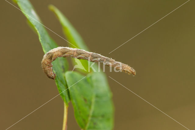 Grijze dwergspanner (Eupithecia subfuscata)