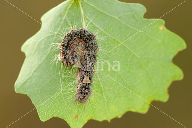 Poplar Grey (Acronicta megacephala)