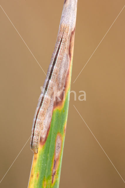 Marbled White Spot (Protodeltote pygarga)